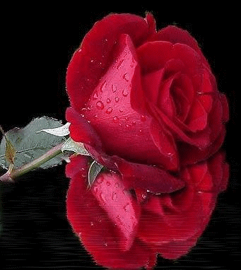 amour
